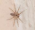 Oecobius_annulipes_D3220_Z_89_Valle Gran Rey_Spanje